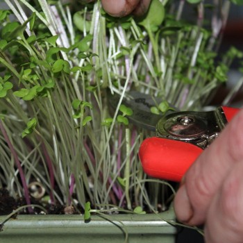 Microgreens Scharfe Mischung (Samen)