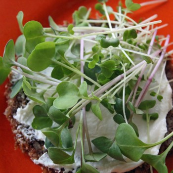 Microgreens Scharfe Mischung (Samen)