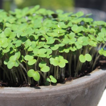 Microgreens Weißer Senf (Samen)