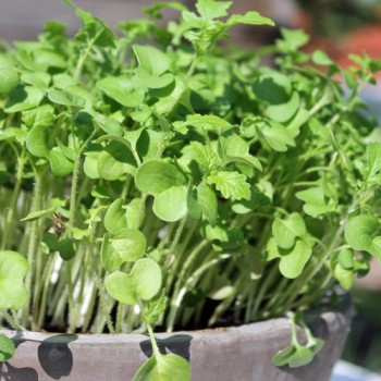 Microgreens Weißer Senf (Samen)