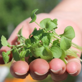 Microgreens Weißer Senf (Samen)