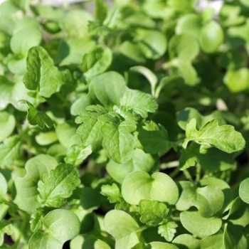 Microgreens Weißer Senf (Samen)