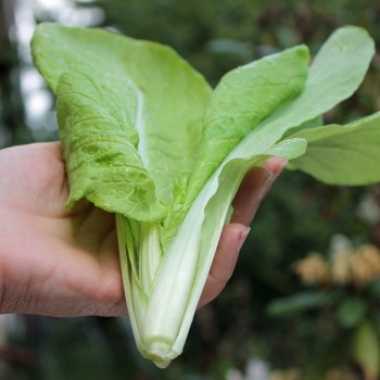 Mini-Chinakohl Round Leaf (Samen)