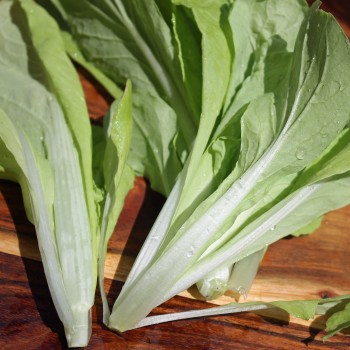 Mini-Chinakohl Round Leaf (Samen)