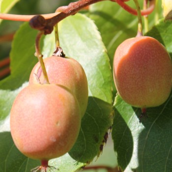 Mini-Kiwi Ananasnaya weiblich (Pflanze)
