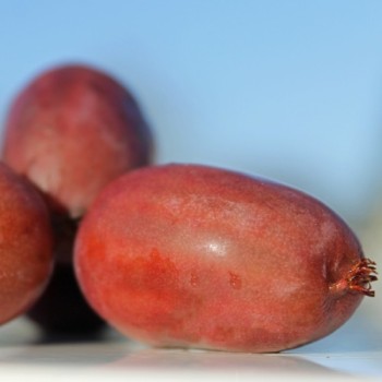 Mini-Kiwi Cherry Bomb weiblich (Pflanze)