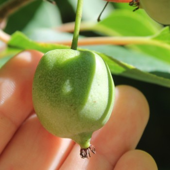 Mini-Kiwi Favorit weiblich (Pflanze)