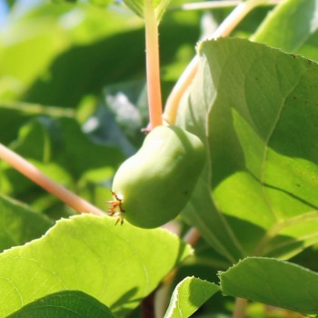 Mini-Kiwi Jade Moon weiblich (Pflanze)