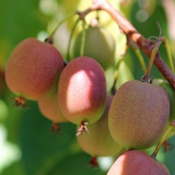 Mini-Kiwi Ananasnaya