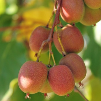 Mini-Kiwi Ananasnaya weiblich (Pflanze)