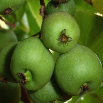 Mini-Kiwi Bojnice weiblich (Pflanze)