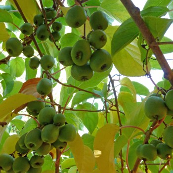 Mini-Kiwi Bojnice weiblich (Pflanze)