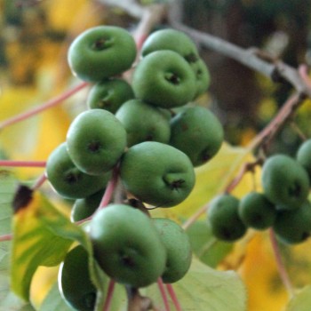 Mini-Kiwi Bojnice weiblich (Pflanze)