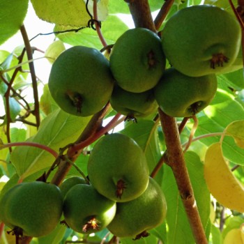 Mini-Kiwi Bojnice weiblich (Pflanze)