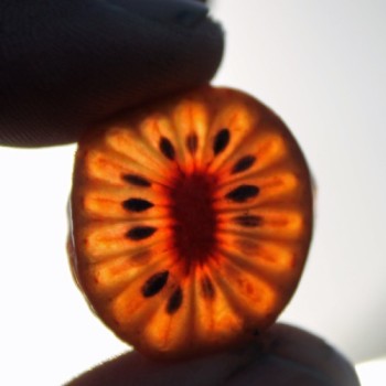 Mini-Kiwi Cherry Bomb weiblich (Pflanze)