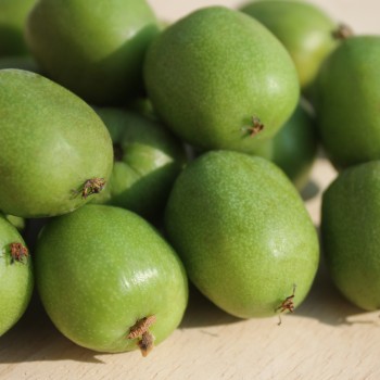 Mini-Kiwi Favorit weiblich (Pflanze)