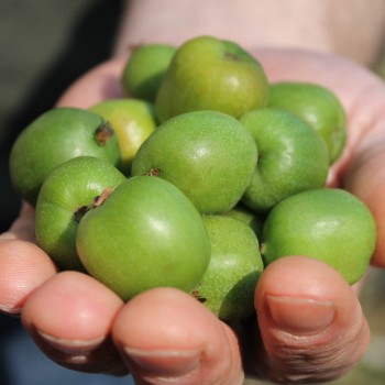 Mini-Kiwi Favorit weiblich (Pflanze)