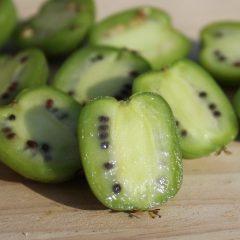 Mini-Kiwi Favorit weiblich (Pflanze)