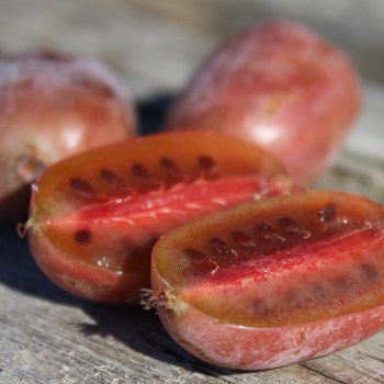 Mini-Kiwi Hardy Red (weiblich) (Pflanze)