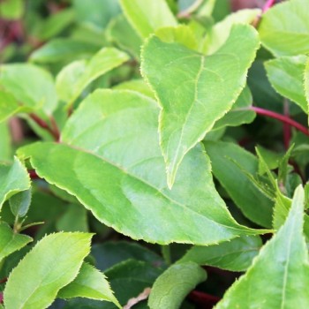 Mini-Kiwi Hardy Red (weiblich) (Pflanze)