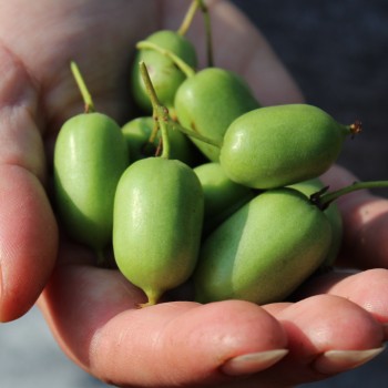 Mini-Kiwi Issai zwittrig (Pflanze)