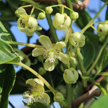 Mini-Kiwi Issai zwittrig (Pflanze)