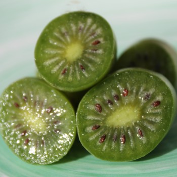 Mini-Kiwi Jade Moon weiblich (Pflanze)
