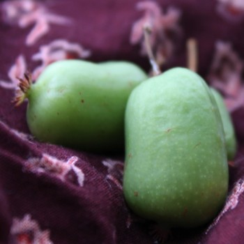 Mini-Kiwi Jade Moon weiblich (Pflanze)