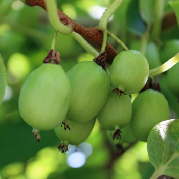 Mini-Kiwi Kokuwa zwittrig (Pflanze)