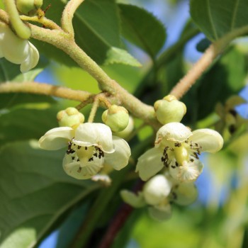 Mini-Kiwi Kokuwa zwittrig (Pflanze)