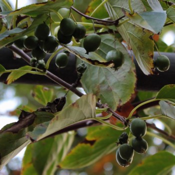 Mini-Kiwi Marmelada weiblich (Pflanze)