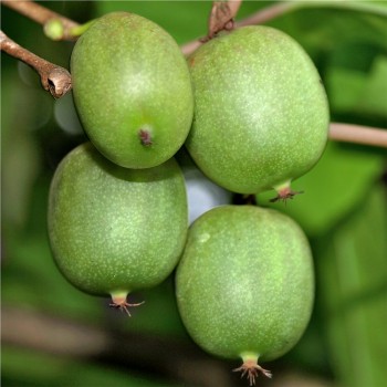 Mini-Kiwi Rogów weiblich (Pflanze)