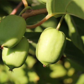 Mini-Kiwi Rogów weiblich (Pflanze)