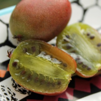 Mini-Kiwi Rote Potsdamer weiblich (Pflanze)