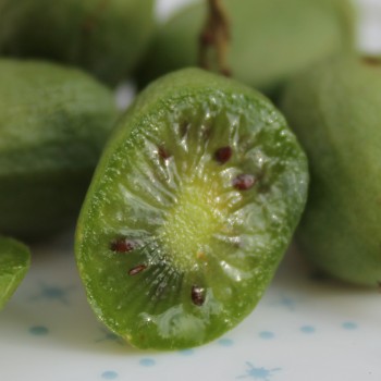 Mini-Kiwi Super Jumbo weiblich (Pflanze)