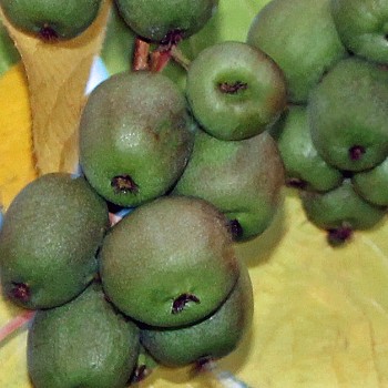 Mini-Kiwi Urodnaya Michurin weiblich (Pflanze)