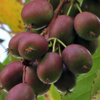 Mini-Kiwi Verona weiblich (Pflanze)