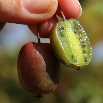 Mini-Kiwi Verona weiblich (Pflanze)