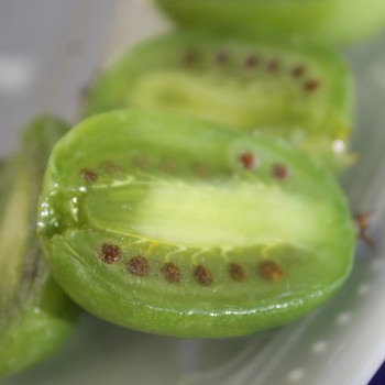 Mini-Kiwi Dumbarton weiblich (Pflanze)
