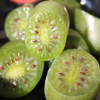 Mini-Kiwi Jumbo weiblich (Pflanze)