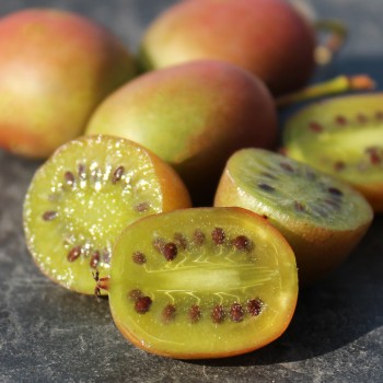 Mini-Kiwi Ananasnaya weiblich (Pflanze)