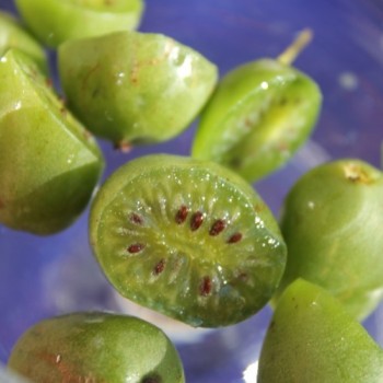 Mini-Kiwi Frenchman's Bay weiblich (Pflanze)