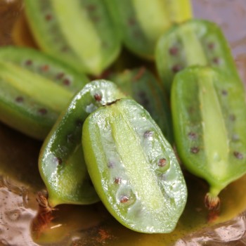 Mini-Kiwi Issai zwittrig (Pflanze)
