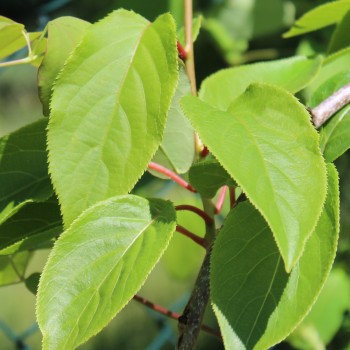 Mini-Kiwi Jade Moon weiblich (Pflanze)