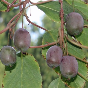 Mini-Kiwi Ken's Red weiblich (Pflanze)