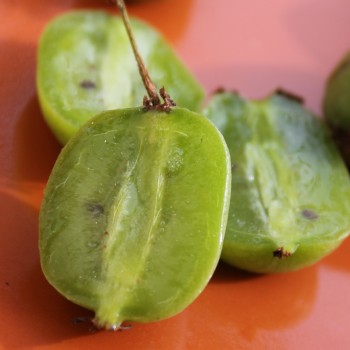 Mini-Kiwi Kokuwa zwittrig (Pflanze)