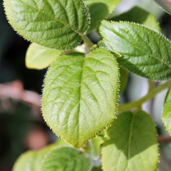 Mini-Kiwi Kokuwa zwittrig (Pflanze)