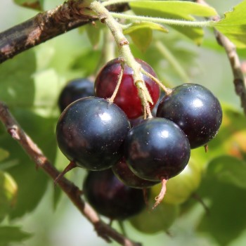 Missouri-Johannisbeere Tschernij Altai (Pflanze)