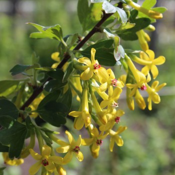 Missouri-Johannisbeere Gwens (Pflanze)