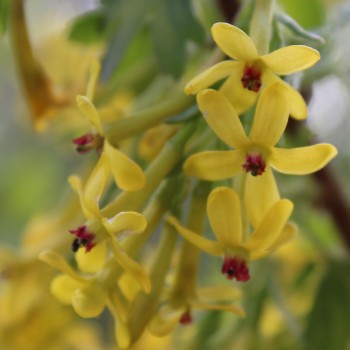 Missouri-Johannisbeere Gwens (Pflanze)